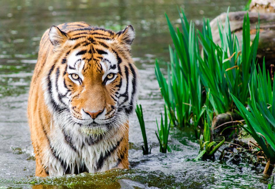 Astors-Blog-tiger